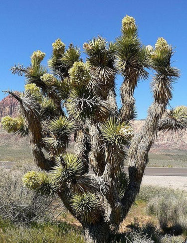 5 JOSHUA TREE Palm Tree Yucca Brevifolia White Flowers Cactus Succulent Seeds